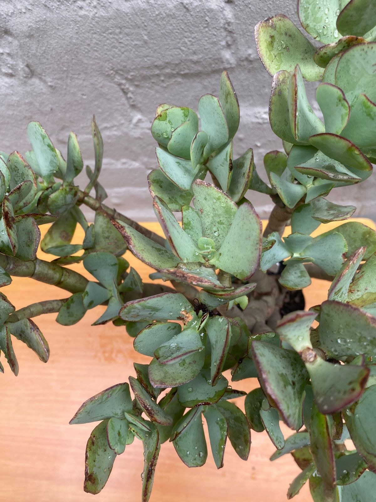 Jade Plant (Crassula Ovata)