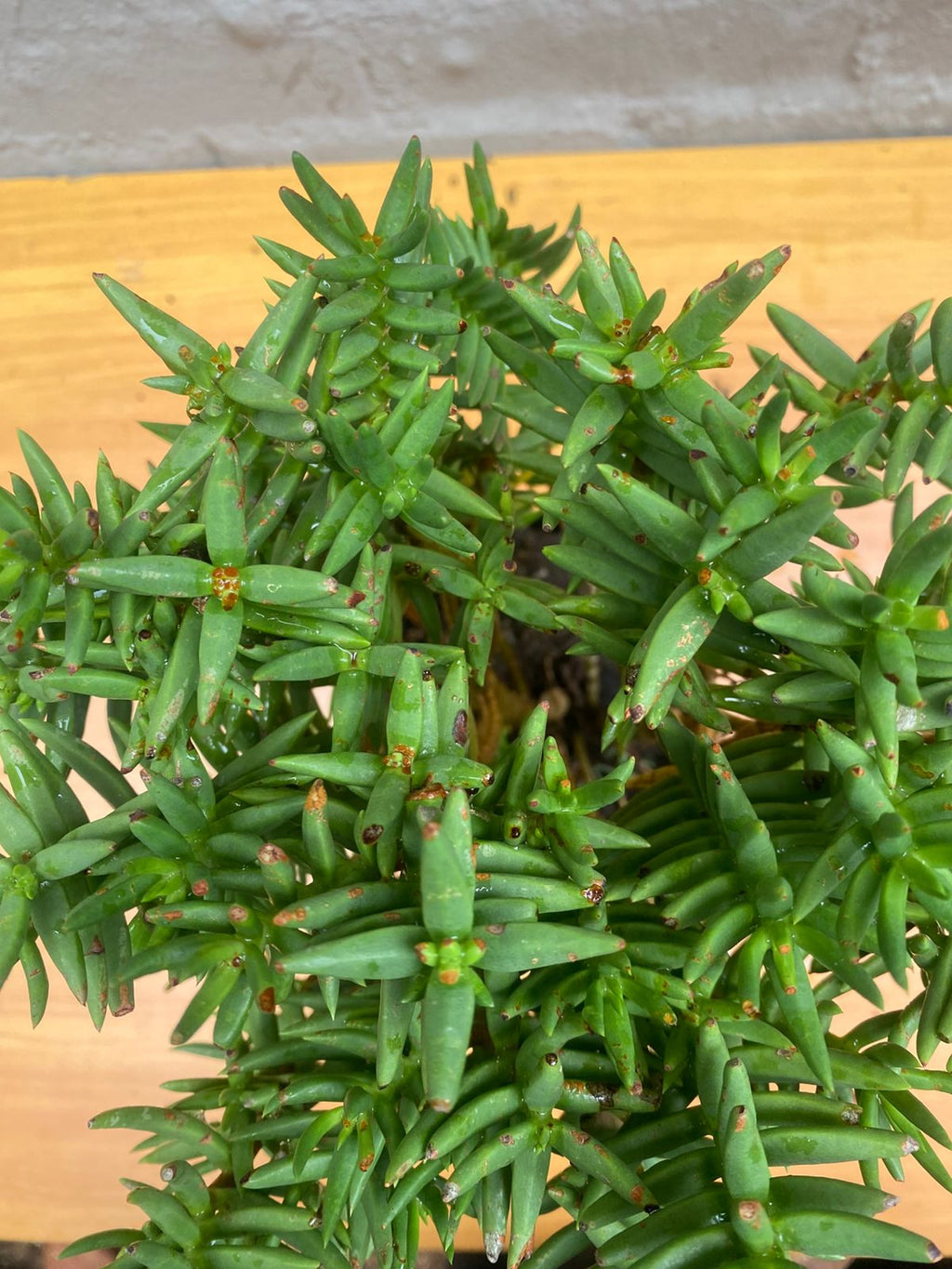 Crassula Tetragona
