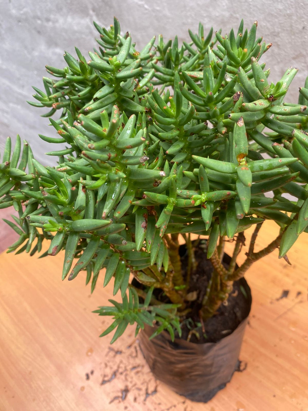 Crassula Tetragona