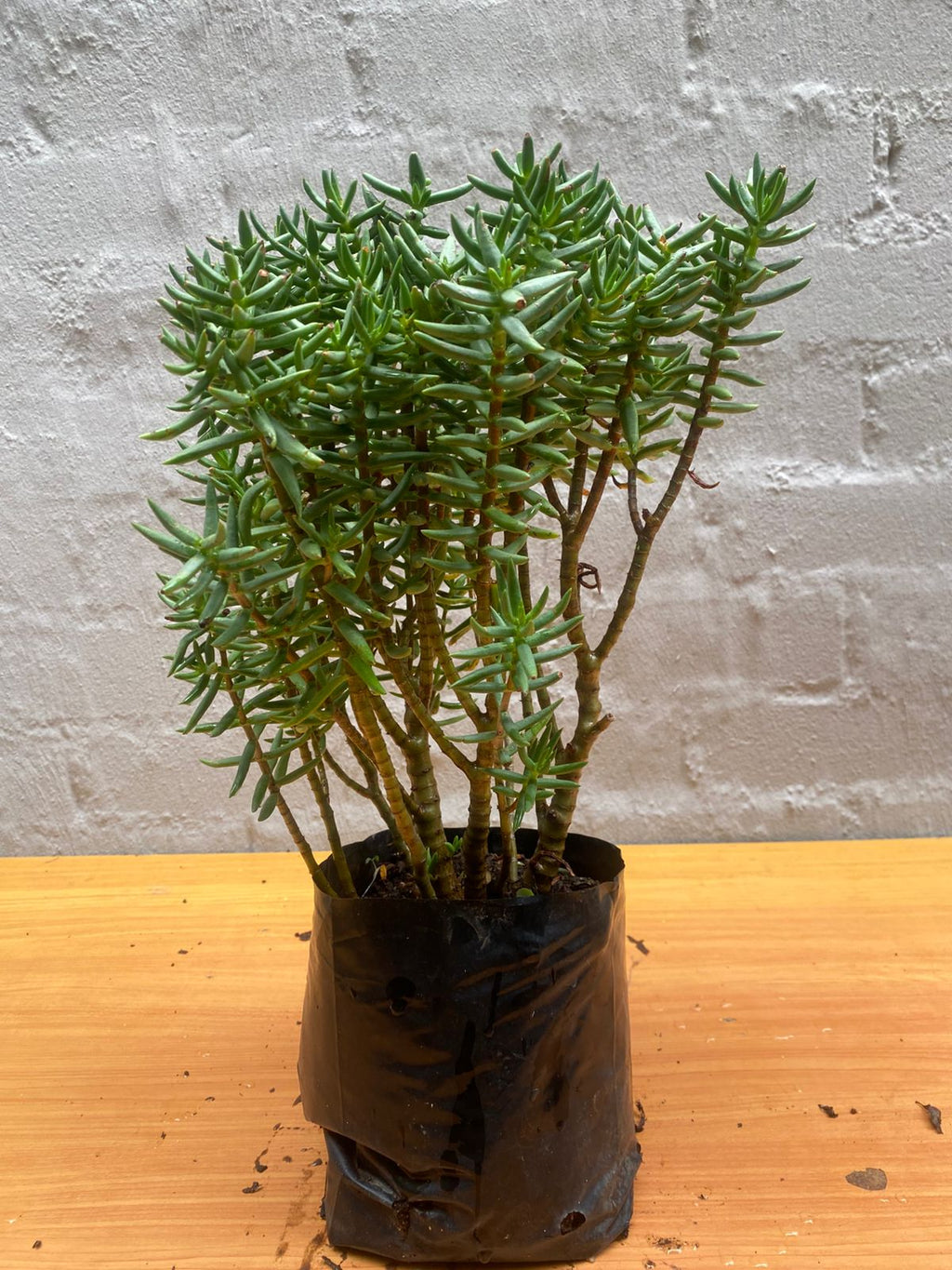 Crassula Tetragona