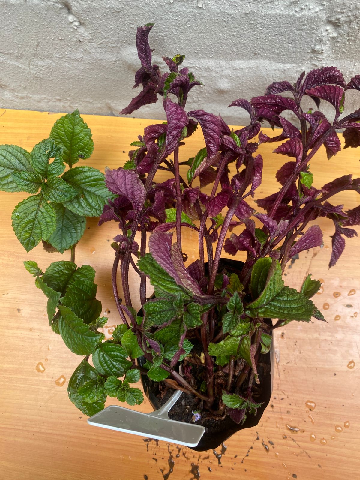 Purple Swedish Ivy (Plectranthus purpuratus)