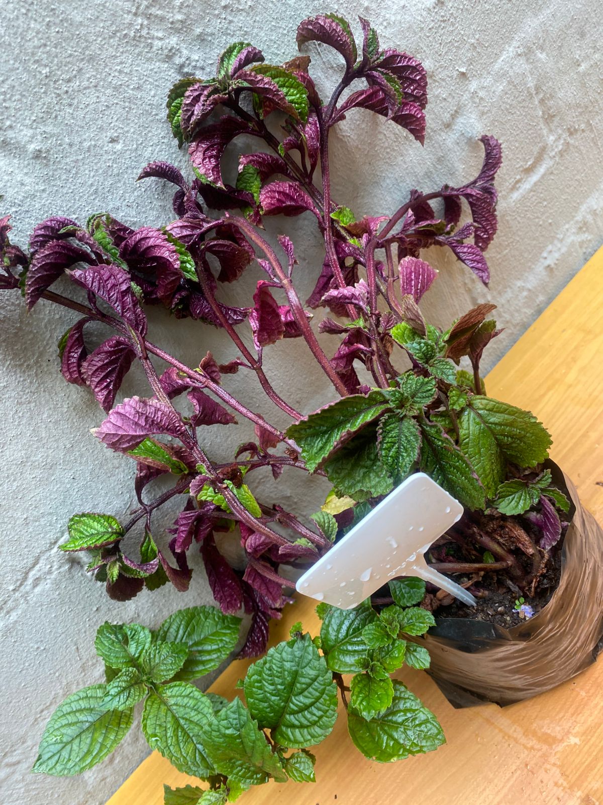 Purple Swedish Ivy (Plectranthus purpuratus)