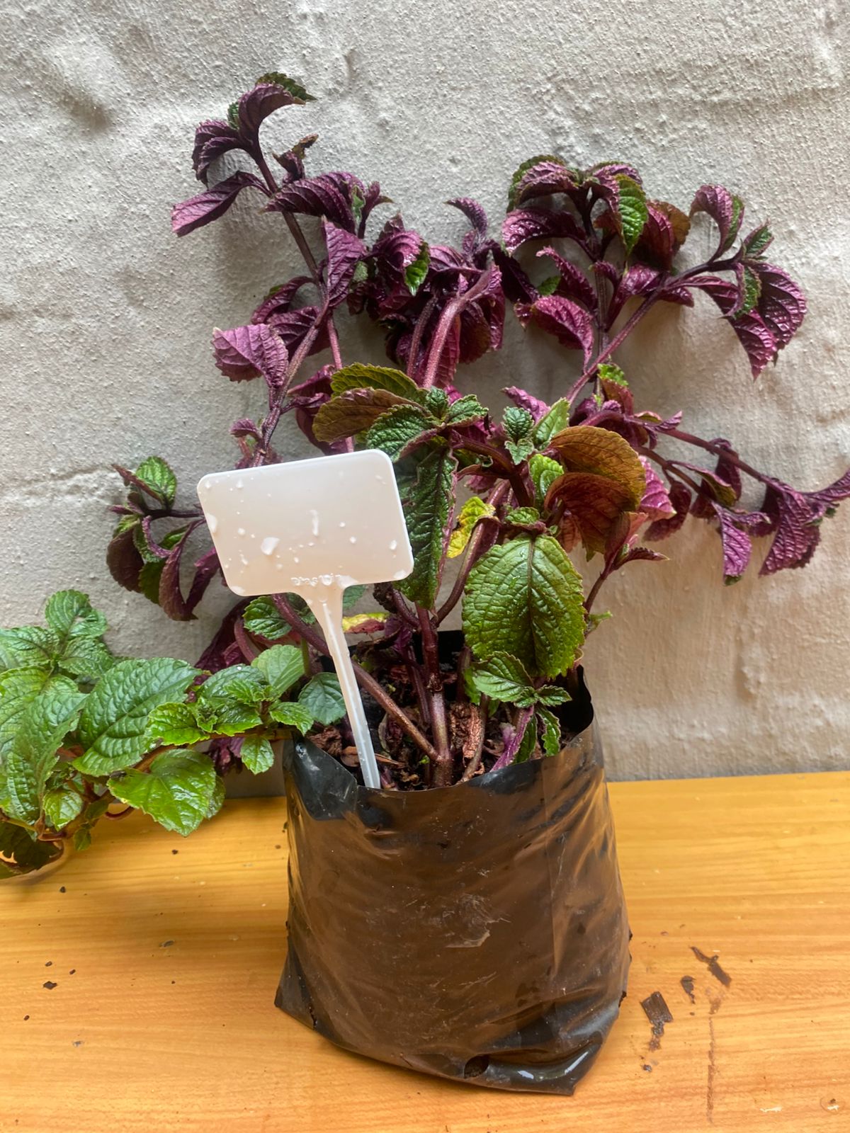 Purple Swedish Ivy (Plectranthus purpuratus)