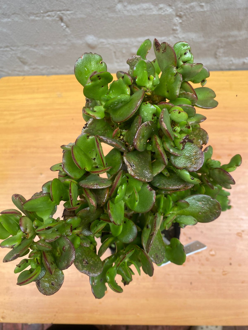 Miniature Jade Plant – Crassula ovata ‘Minima’