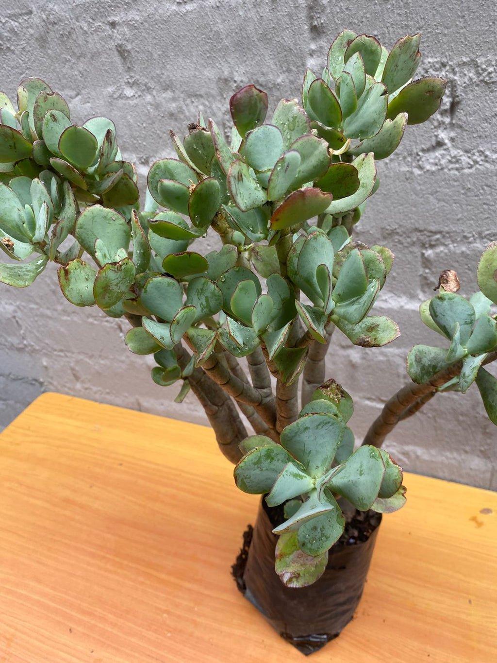 Jade Plant (Crassula Ovata)