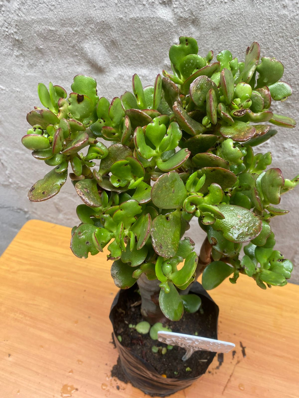 Miniature Jade Plant – Crassula ovata ‘Minima’