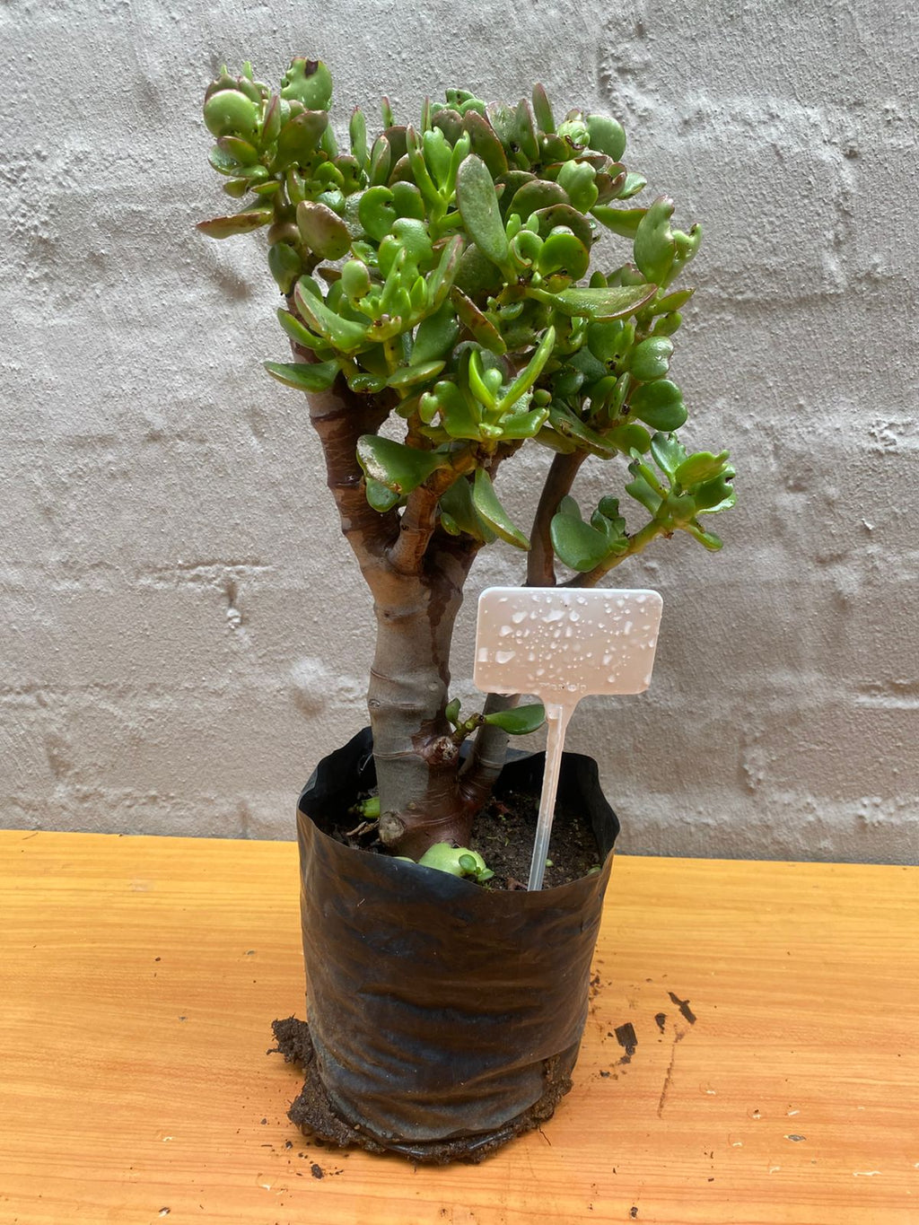 Miniature Jade Plant – Crassula ovata ‘Minima’