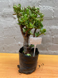 Miniature Jade Plant – Crassula ovata ‘Minima’
