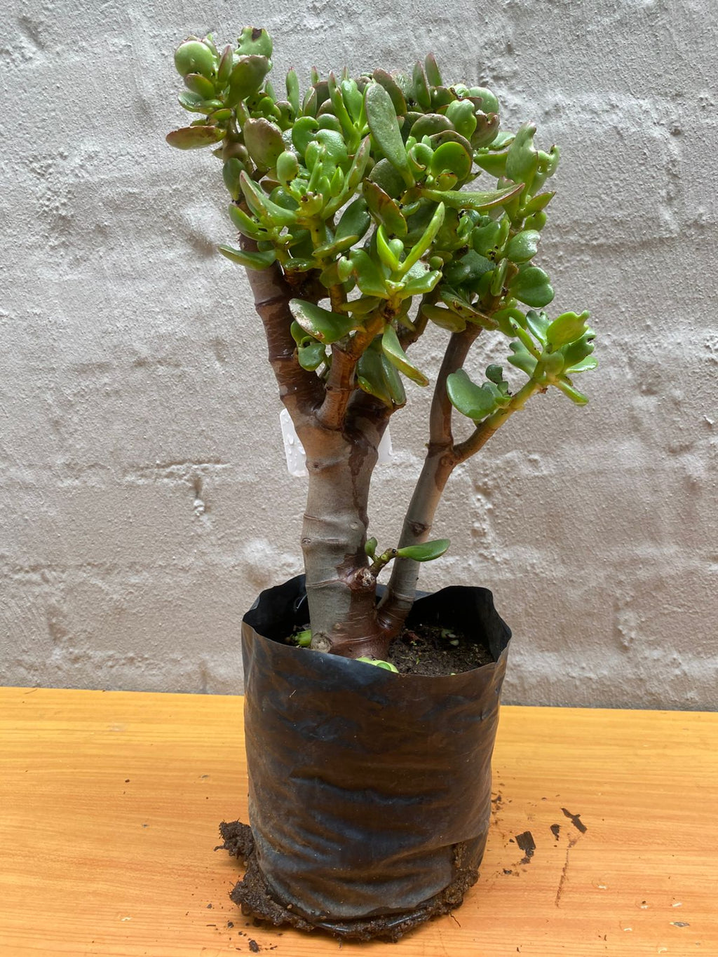 Miniature Jade Plant – Crassula ovata ‘Minima’