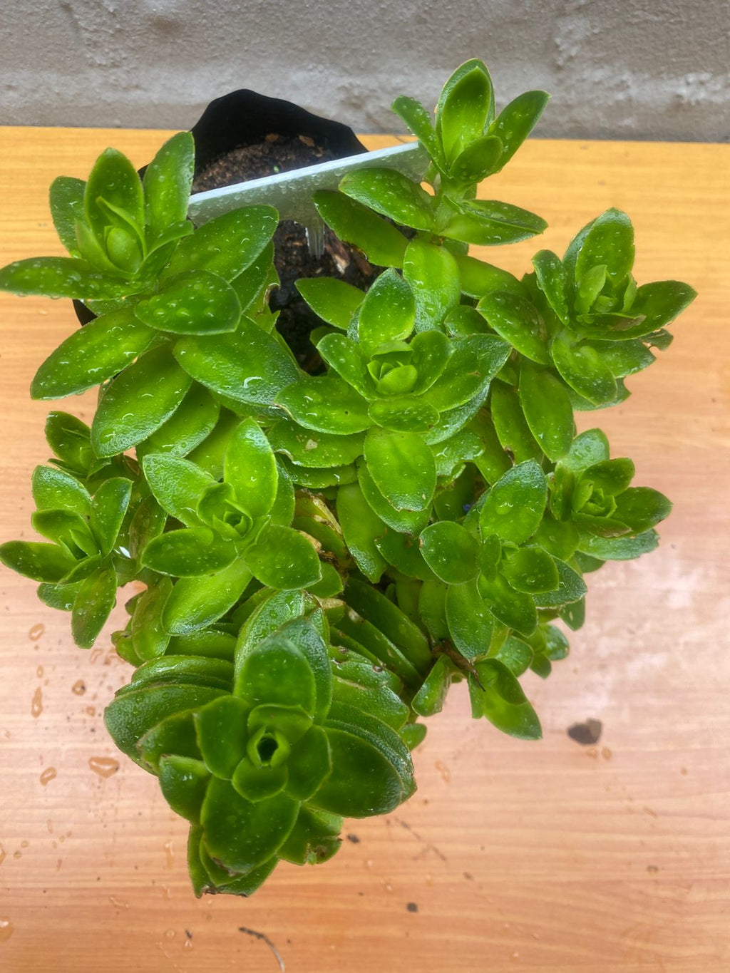 Jade Senecio Jacobsenii