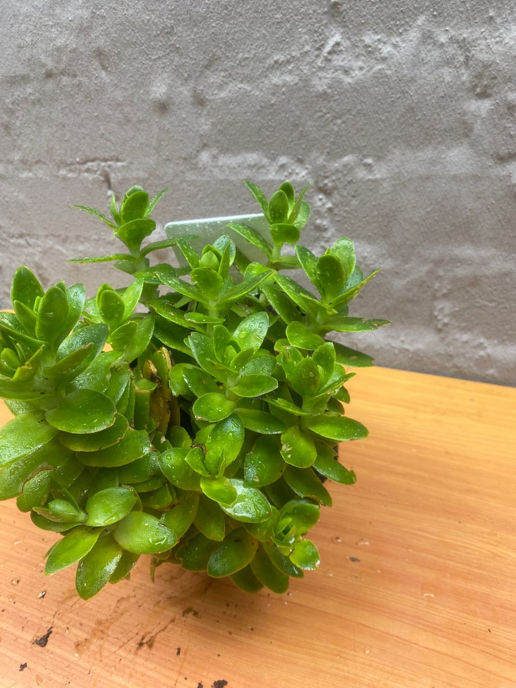 Jade Senecio Jacobsenii