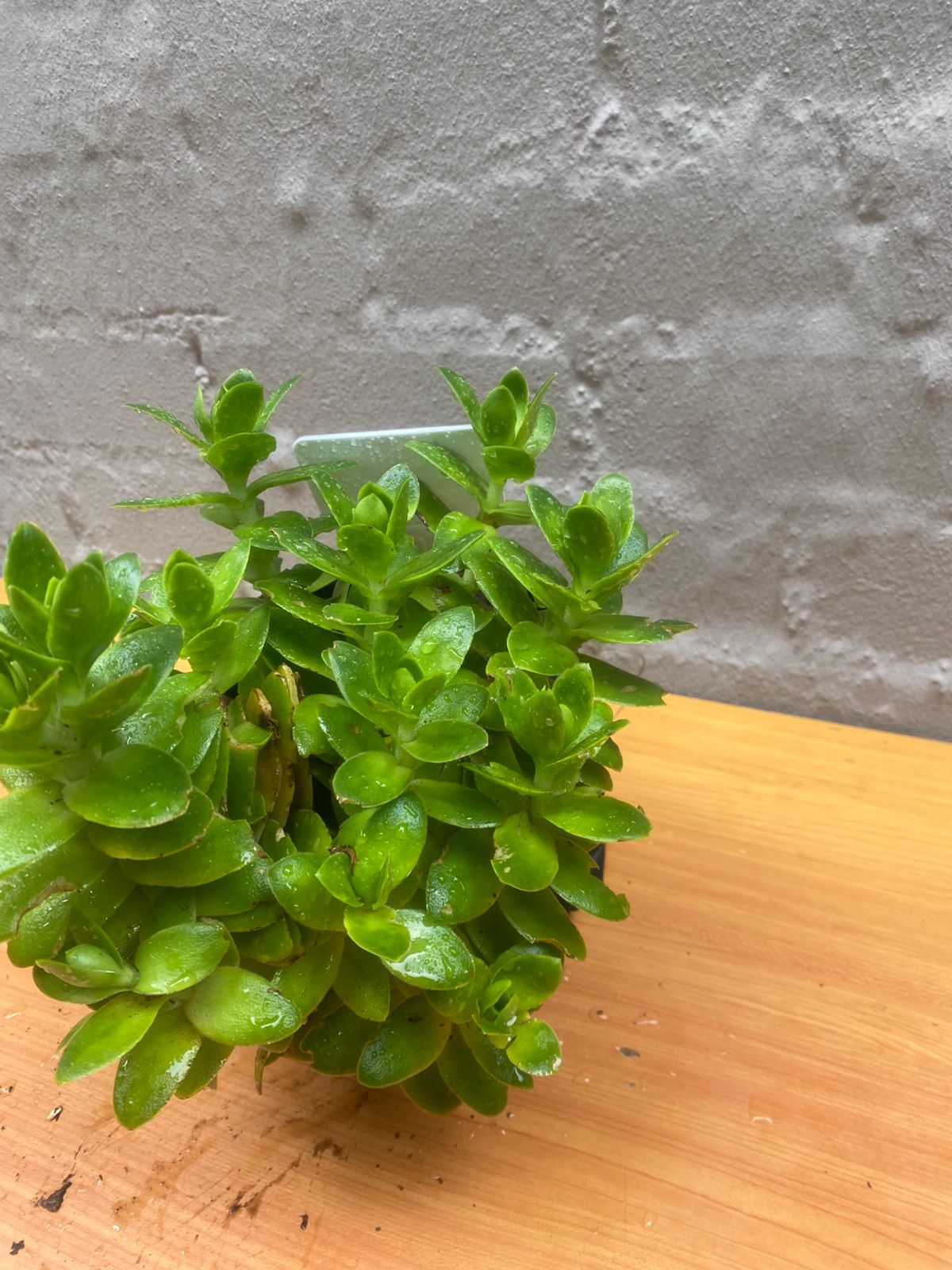 Jade Senecio Jacobsenii