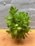 Jade Senecio Jacobsenii