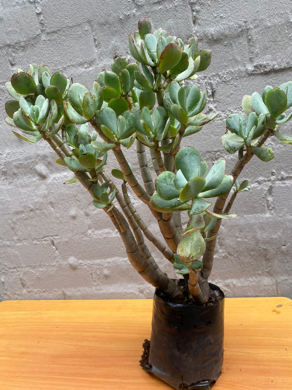 Jade Plant (Crassula Ovata)