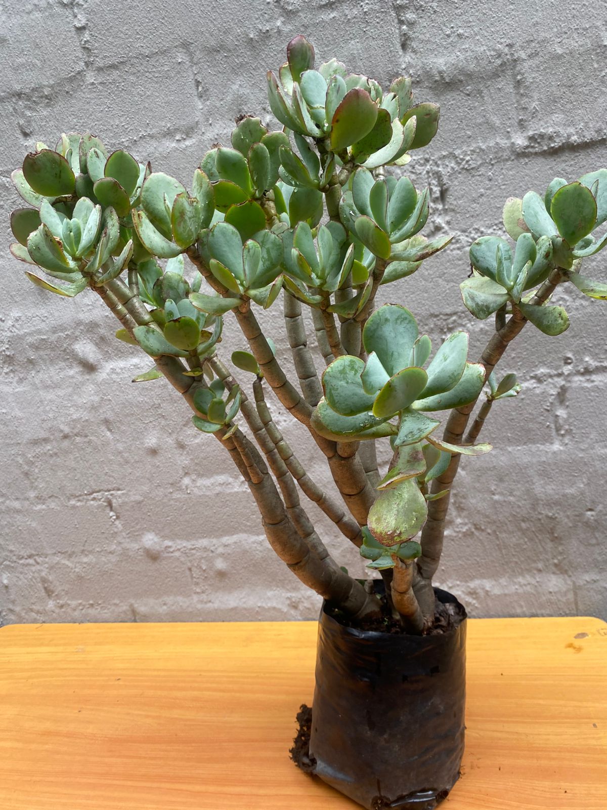 Jade Plant (Crassula Ovata)