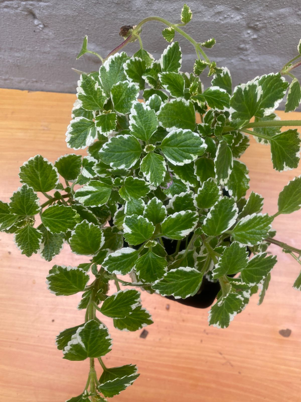 Plectranthus Madagascariensis