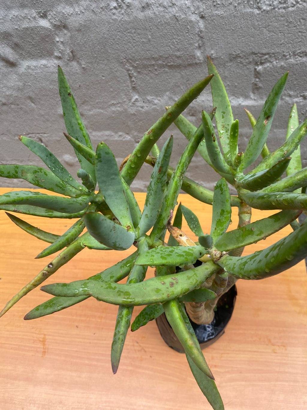 Maiden's Quiver Tree