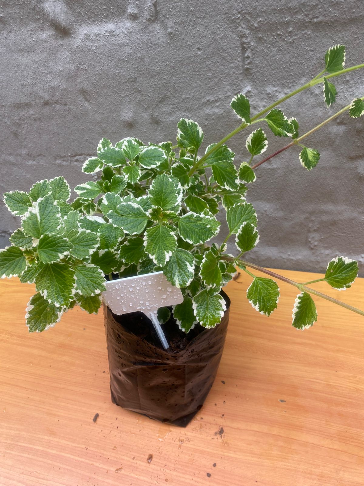 Plectranthus Madagascariensis