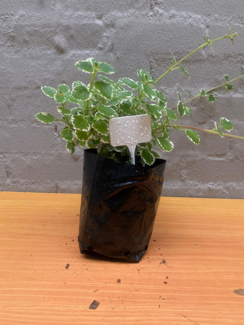 Plectranthus Madagascariensis