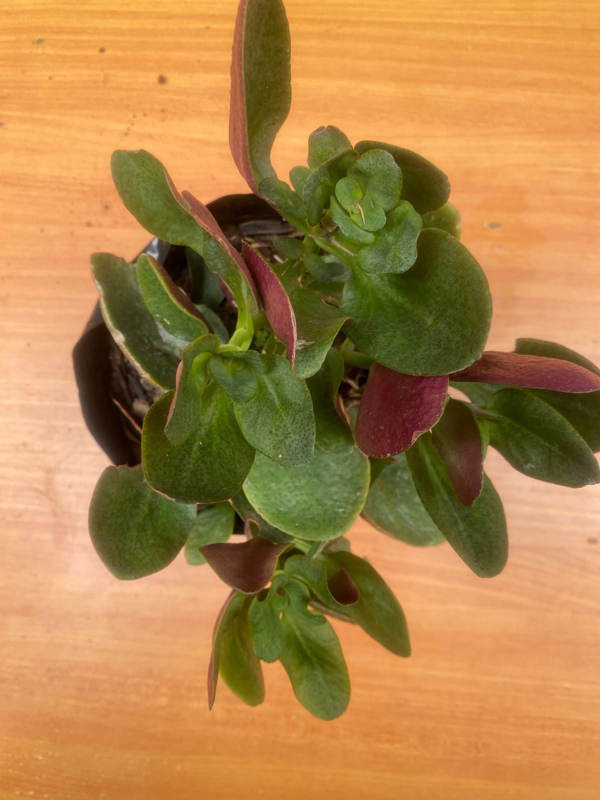 Crassula ovata ‘Gollum’