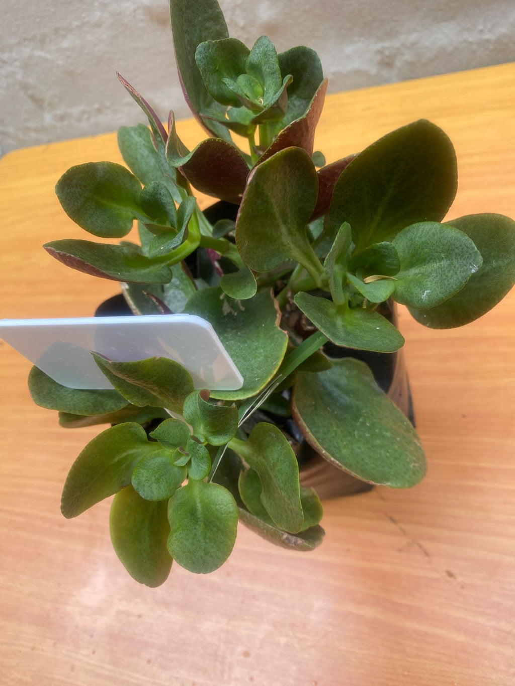 Crassula ovata ‘Gollum’