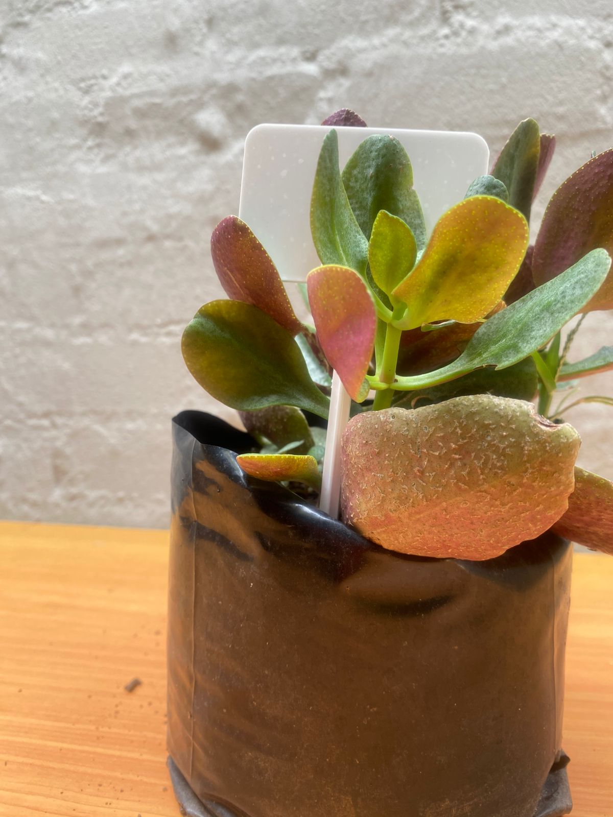 Crassula ovata ‘Gollum’