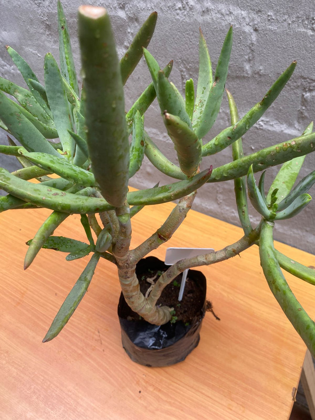 Maiden's Quiver Tree