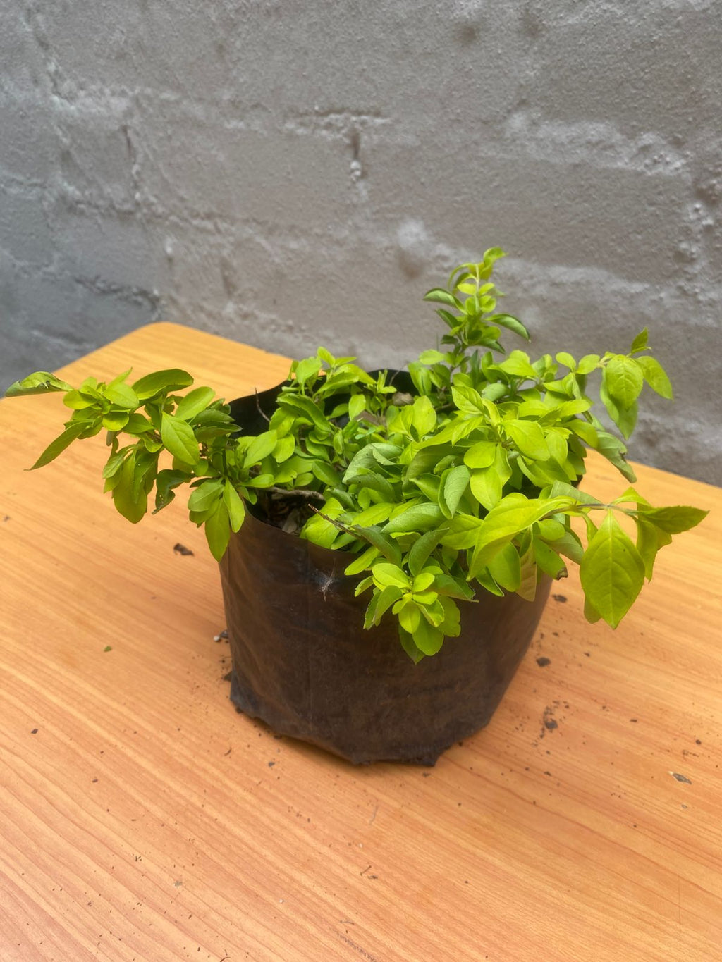 Duranta