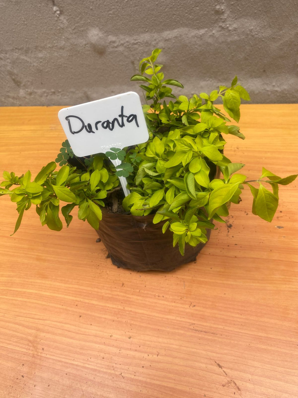 Duranta