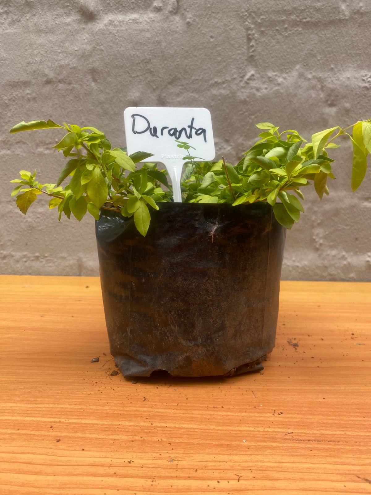 Duranta
