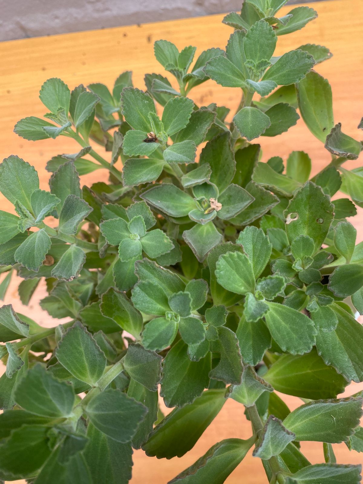 Bacopa Monnieri